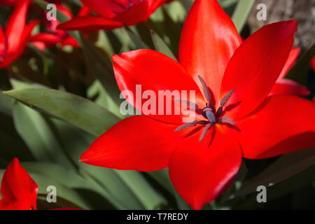 Une tulipe rouge fleuri frais dans un parterre de fleurs le poisson rouge le soleil. Banque D'Images