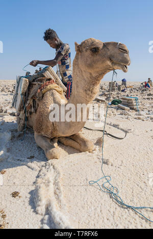 Loin des hommes travaillant dans les plaines salées dans la dépression Danakil en Ethiopie en hiver. Banque D'Images