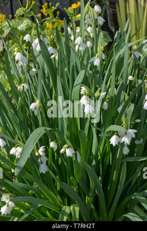 Flocon d'été ou Loddon lily, Leucojum aestivum, plantes à fleurs en grand groupe, Berkshire, Avril Banque D'Images