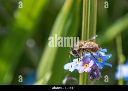 Petite Abeille pollinisant un forget-me-nots fleur. Banque D'Images