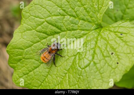 Tawny mining bee avec orange et rouge et noir de cheveux en arrière est un insecte solitaire abeilles assis sur une feuille verte fraîche un jour de printemps dans un jardin. Banque D'Images