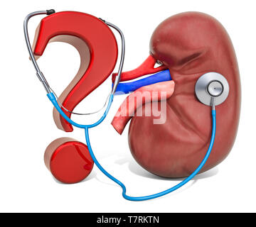 Rein humain avec un point d'interrogation et stéthoscope. Le diagnostic et le traitement des maladies des reins, concept. Le rendu 3D isolé sur fond blanc Banque D'Images
