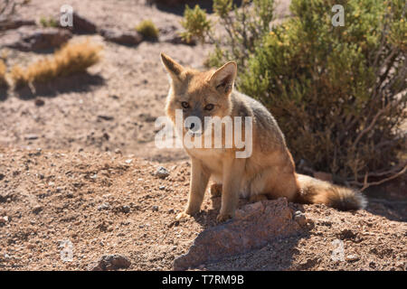 Culpeo (Lycalopex culpaeus), fox andine dans le désert, San Pedro de Atacama, Chili Banque D'Images