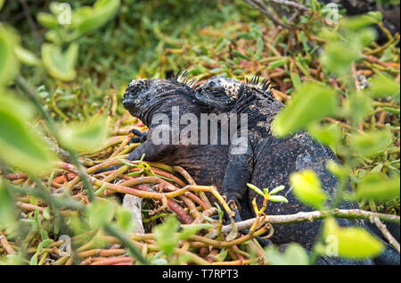 Iguane marin endémique (Amblyrhynchus cristatus hassi), l'île de Santa Cruz, Galapagos, Equateur Banque D'Images