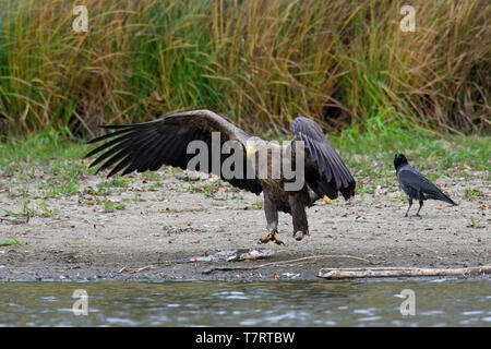 Hooded crow (Corvus cornix) et le cerf de eagle / L'aigle de mer / erne (Haliaeetus albicilla) manger du poisson pêché sur le lac banque / shore Banque D'Images
