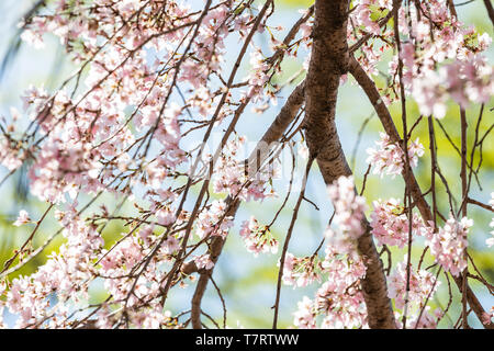 Fleurs de cerisier sakura pleurant sur l'arbre des branches avec des feuilles vertes et roses pétales de fleurs sous le soleil de printemps à Washington DC Banque D'Images