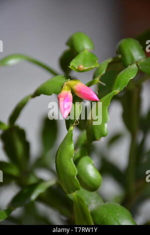 Le cactus Decembrist belles roses. Rose fleur décorative Decembrist. Schlumbergera - Noël fleur ou fleur de Varvarin. Boutons de fleurs Banque D'Images