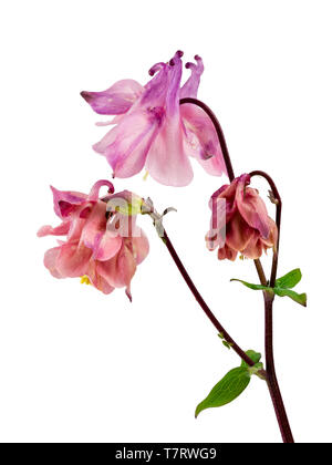 Rose, l'ancolie Aquilegia vulgaris, ensemencée sur fond blanc hybride Banque D'Images