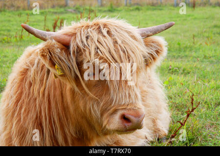 Les jeunes vaches de race Highland en Ecosse, Royaume-Uni Banque D'Images