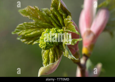 Fleurs et feuilles nouvellement formées à partir des bourgeons émergents sur un sycomore (Acer pseudoplatanus). Banque D'Images