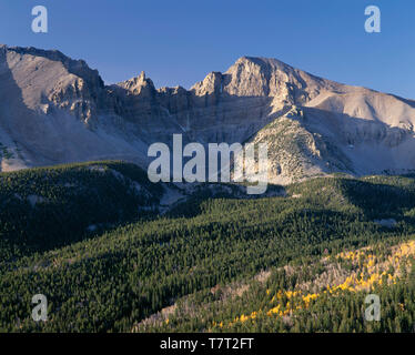 USA, Nevada, Parc National du Grand Bassin, Jeff Davis (à gauche) et le pic pic Wheeler (à droite) tour au-dessus de la forêt de conifères et tremble. automne dispersés Banque D'Images