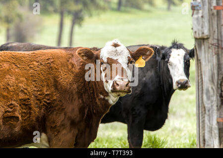 Un gros plan des vaches à la ferme dans le pâturage dans l'Est de Washington. Banque D'Images