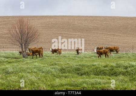 Un troupeau de bovins paissent dans l'herbe épaisse et riche dans la région de palouse Eastern Washington. Banque D'Images