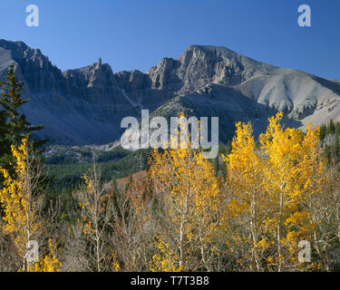 USA, Nevada, Parc National du Grand Bassin, les couleurs de l'automne de tremble sous Jeff Davis Peak (centre) et Wheeler Peak (à droite). Banque D'Images