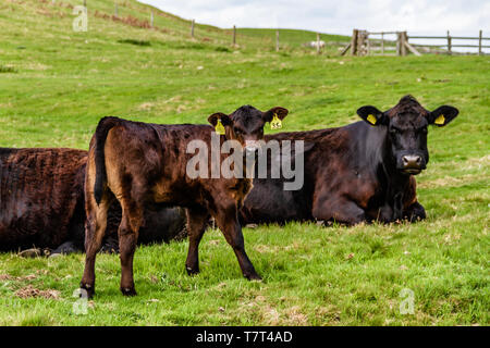 Une vache et un veau dans un champ, près de Wooler, Northumberland, Royaume-Uni. Mai 2019. Banque D'Images