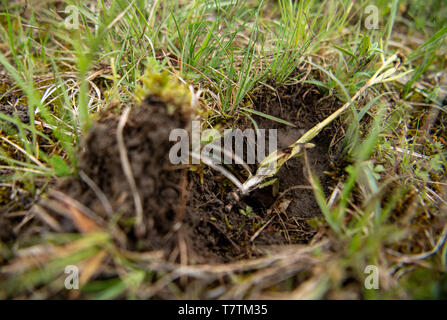 Kappel Grafenhausen, Allemagne. 09 mai, 2019. Sur la présence de ce Orchideenwiese Plusieurs orchidées rares ont été retirés du sol. De la réserve naturelle dans la région de Baden du Sud, les voleurs ont volé des milliers de tubercules d'orchidées d'une valeur estimée à 250 000 euros. Credit : Fabian Sommer/dpa/Alamy Live News Banque D'Images