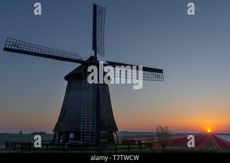 Moulin à vent et champ de tulipes au coucher du soleil dans le Schermerhorn, Pays-Bas Banque D'Images