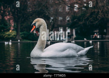 Portrait d'un cygne sur l'eau à St.Stephen's Green Banque D'Images