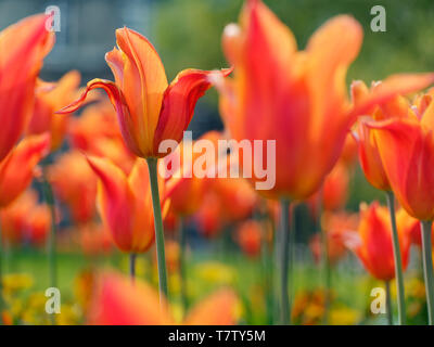 Tulipes orange dans le fond du jardin Banque D'Images