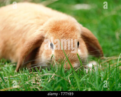 Libre shot mignon brun ou lapin Bunny mange de l'herbe dans le pré Banque D'Images