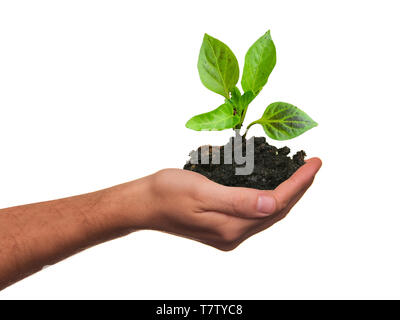 Hand holding young plant et le sol isolé sur blanc. Concept de soins ou de développement en pleine croissance Banque D'Images