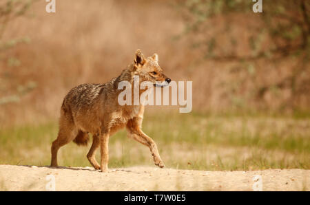 Une alerte femme Golden Jackal, Canis aureus, marcher sur le sable dans le Delta du Danube, région de l'est Roumanie Banque D'Images