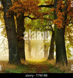 L'Avenue des chênes (Quercus) et des cendres (Fraxinus) à l'automne, le soleil brille à travers le brouillard du matin, Burgenlandkreis, Saxe-Anhalt, Allemagne Banque D'Images