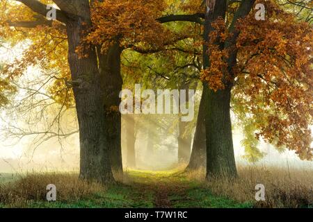 L'Avenue des chênes (Quercus) et des cendres (Fraxinus) à l'automne, le soleil brille à travers le brouillard du matin, Burgenlandkreis, Saxe-Anhalt, Allemagne Banque D'Images