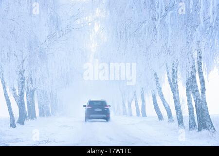 Location de la conduite sur route enneigée par Birken-Allee avec le givre et le brouillard, Burgenlandkreis, Saxe-Anhalt, Allemagne Banque D'Images