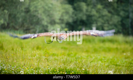Au cours d'une démonstration de vol de rapaces au vol des aigles, Comté de Sligo, Irlande, un majestueux pygargue à queue blanche (Haliaeetus albicilla) avec les extensions sont complètement outstret Banque D'Images