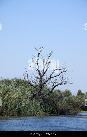 Grands cormorans sur des arbres. Le Delta du Danube, en Roumanie. Banque D'Images