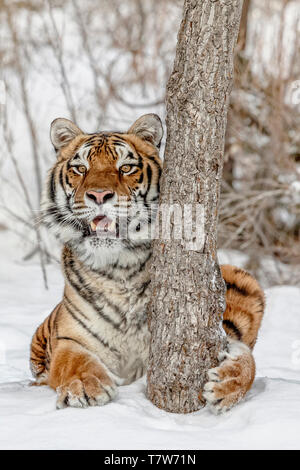 Le tigre est le plus grand des félins et peut être à 11 ft et jusqu'à 670 livres. Il s'agit d'un sibérien est la plus grande des félins. Banque D'Images