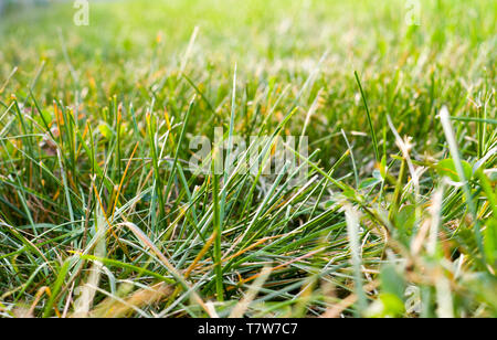 Fond d'herbe verte avec perspective. la nature, la texture. Banque D'Images