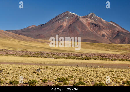Vigognes brouter sur l'altiplano, Désert d'Atacama, Chili Banque D'Images