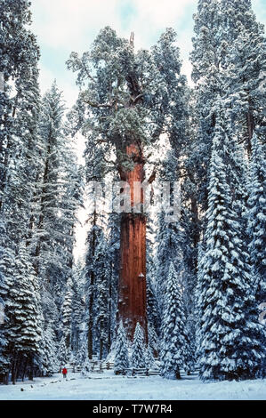 L'écorce brun-rougeâtre du plus grand arbre, un séquoia géant (Sequoiadendron giganteum), fait ressortir des arbres couverts de neige durant l'hiver en Sequoia National Park, sur le versant occidental de la Sierra Nevada en Californie, USA. Surnommé le General Sherman Tree, c'est 274,9 pieds (83,8 mètres) de haut et a une circonférence de 102,6 pieds (31,1 mètres) à sa base. Seul un visiteur dans un manteau de neige rouge échelle donne à cette immense redwood arbre qui est estimé entre 1 800 et 2 700 ans. Banque D'Images