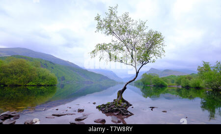 Llanberis, Pays de Galles - 1 mai 2019 : "Le Lonely Tree' de llyn Padarn près de Llanberis en Galles Banque D'Images