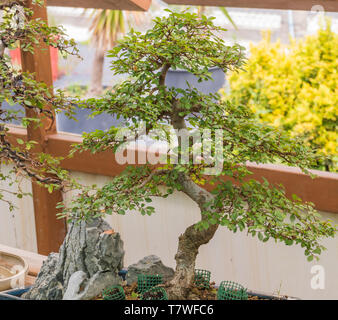 Bonsaï japonais ou chinois de l'orme Zelkova serrata en intérieur avec lumière du jour Banque D'Images