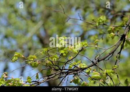 De nouvelles feuilles fraîches sur un tilleul sur un jour de printemps ensoleillé Banque D'Images