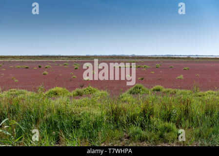 Salicornia dans les marais salants, France, Camargue, l'été Banque D'Images