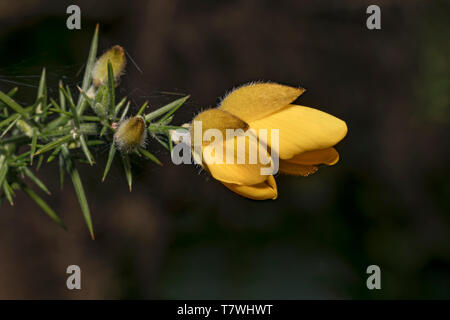 Ulex europaeus, fleurs jaunes, Close up Banque D'Images