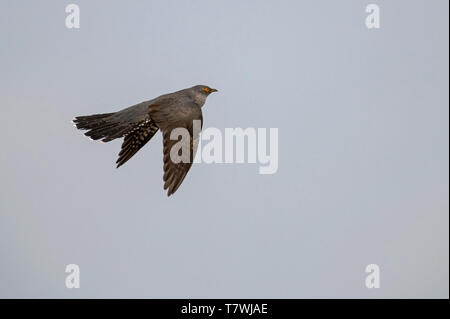 Homme Cuckoo-Cuculus canorus en vol. Printemps Banque D'Images