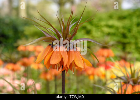 D'Orange couronne impériale fleurs contre une fleur fond flou sous le soleil de la lumière du jour Banque D'Images