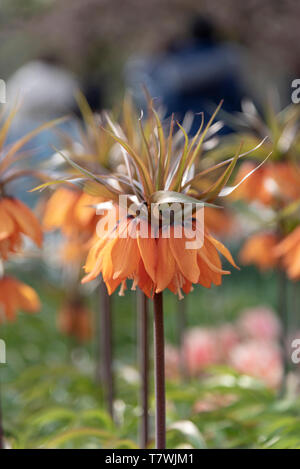 Vue verticale d'un d'orange couronne impériale fleurs contre une fleur fond flou sous le soleil de la lumière du jour Banque D'Images