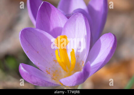 Libre de couleur mauve crocus en vertu de la fin de l'hiver la lumière lentement en fleurs Banque D'Images