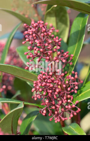 Gros plan du Viburnum Tinus 'Eve Price' fleur au début du printemps le temps Banque D'Images