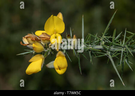 Ulex europaeus, fleurs jaunes, Close up Banque D'Images