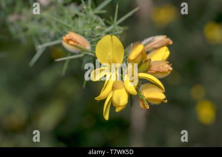 Ulex europaeus, fleurs jaunes, Close up Banque D'Images