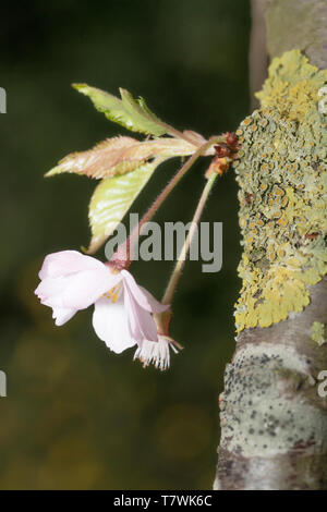 De nouvelles fleurs de cerisiers japonais de plus en plus le tronc principal Banque D'Images
