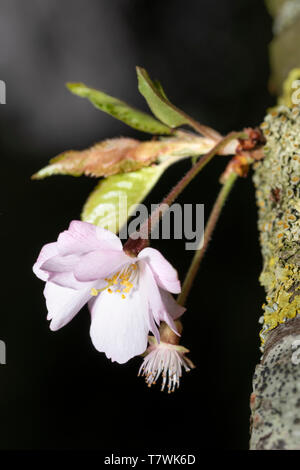 De nouvelles fleurs de cerisiers japonais de plus en plus le tronc principal Banque D'Images