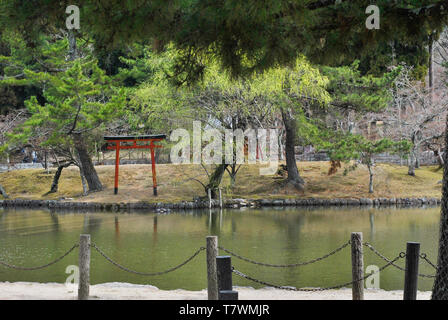 D'EAU, arbres et un torii à Nara Park. La Préfecture de Nara, Japon. Banque D'Images